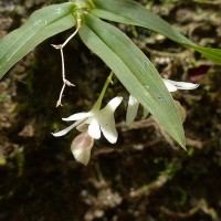 Dendrobium panduratum subsp. panduratum Lindl.